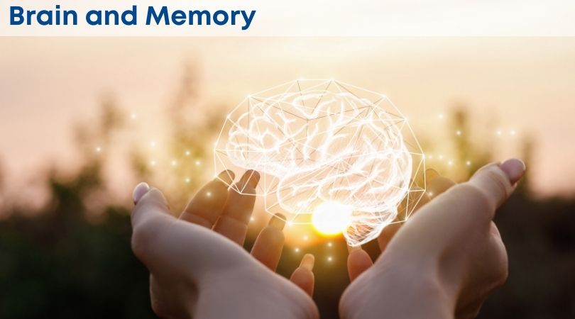 Brain and Memory Support Supplements