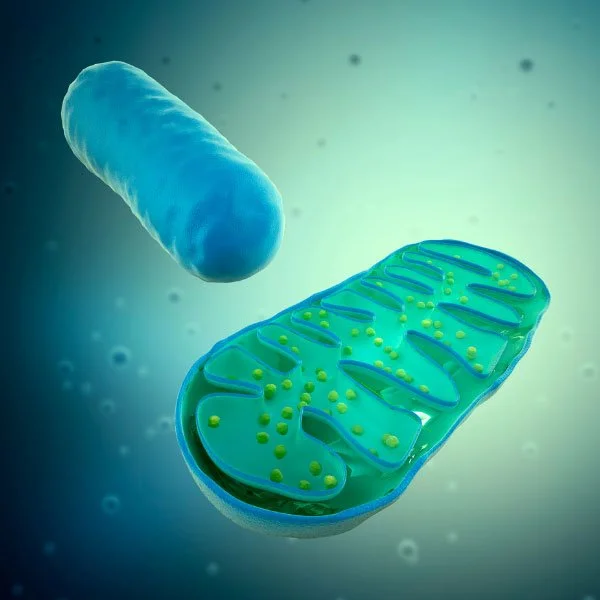 Mitochondria and ATP Health Mitochondria and ATP Health