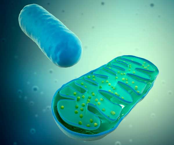 Mitochondrion Mitochondrion