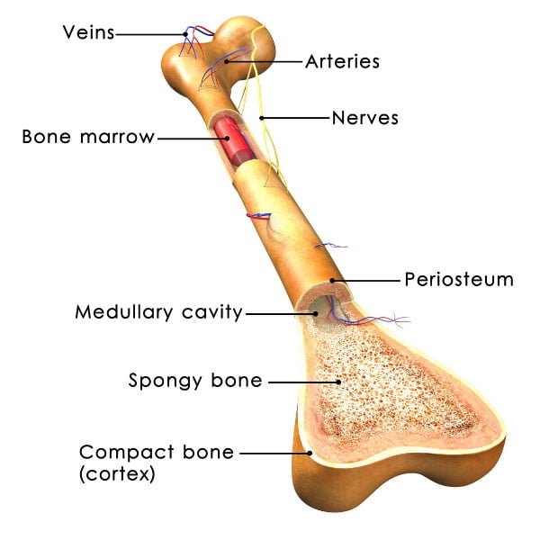 Bone Anatomy Bone Anatomy