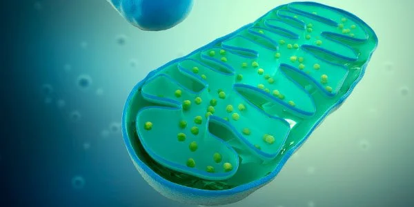 Mitochondria Energy Support Mitochondria Energy Support