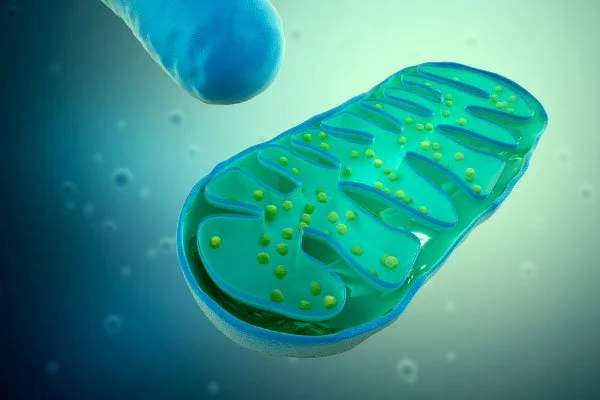 Mitochondria Mitochondria