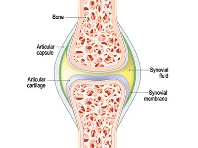 RS-Labs-Joint-Health-Anatomy-Diagram-400x300 Healthy Joint